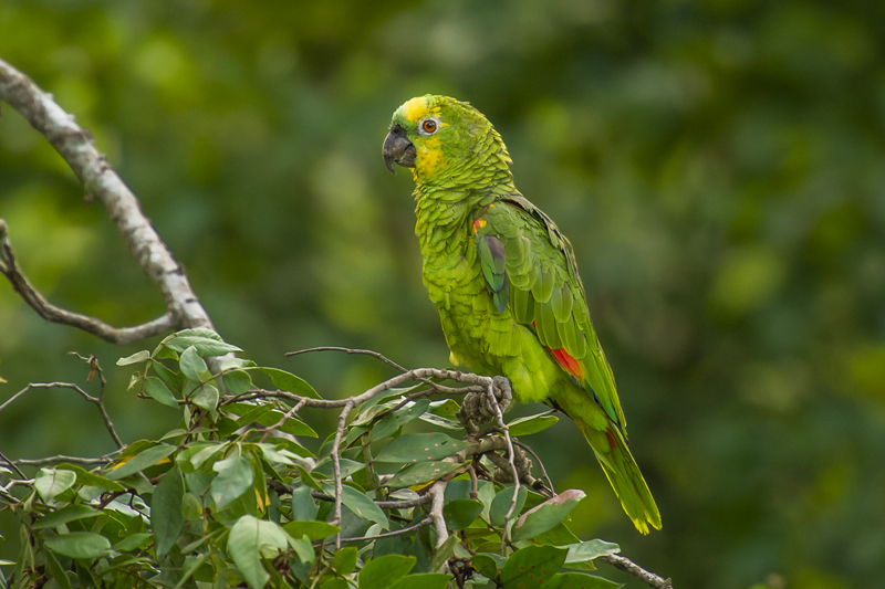 Bonito - Photo by Hudson Garcia (30)
